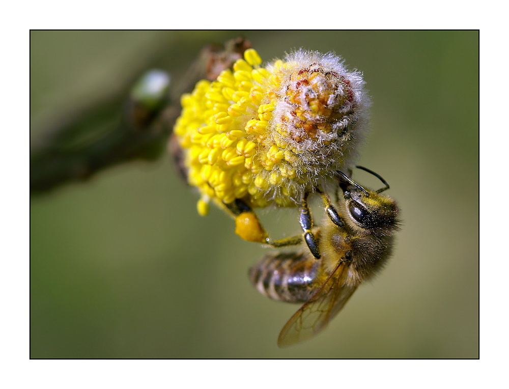 Biene (Apis mellifera)