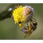 Biene (Apis mellifera)