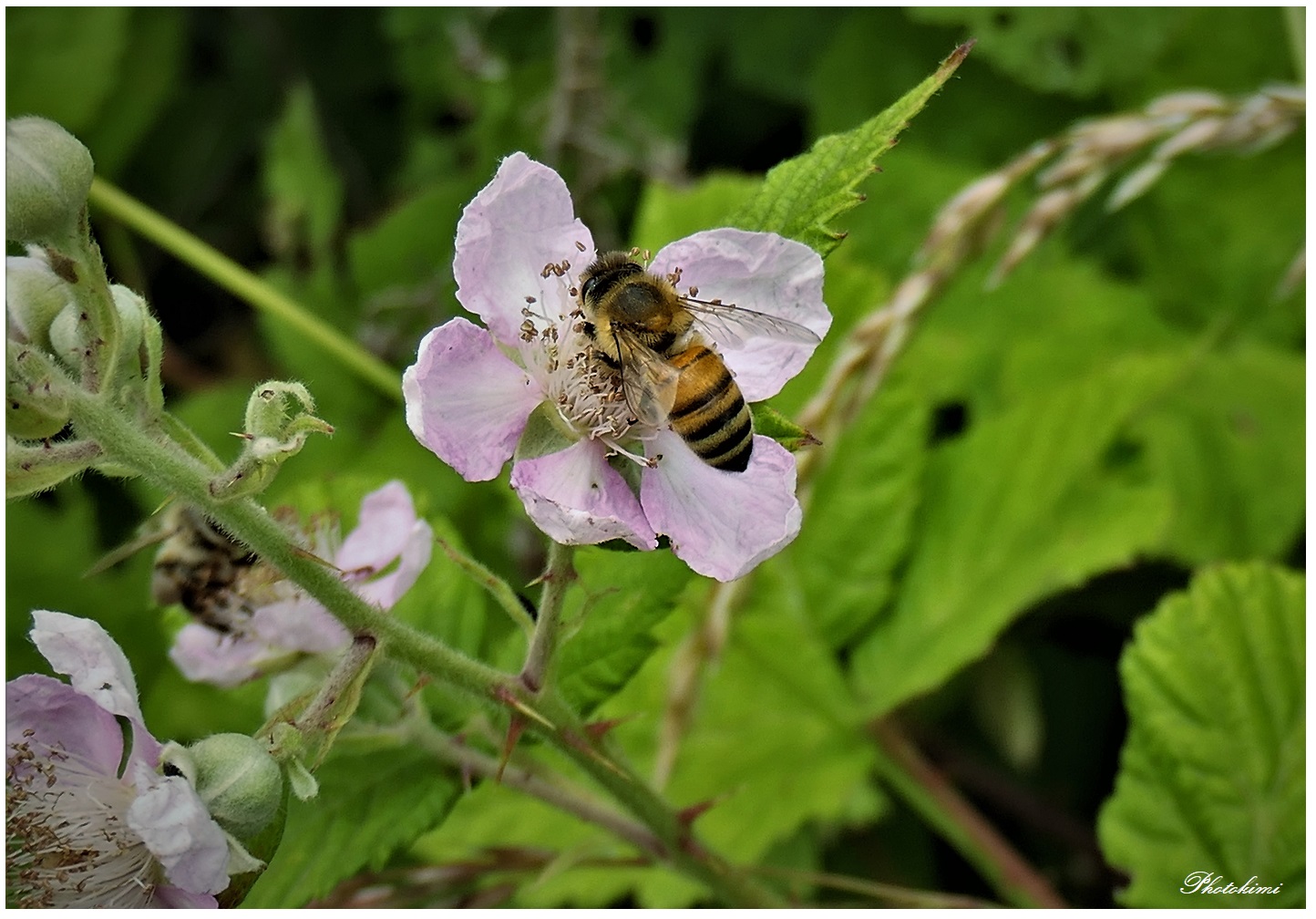 Biene arbeitet auf der Brombeeren Blüte