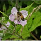 Biene arbeitet auf der Brombeeren Blüte