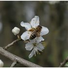 Biene arbeitet bei den Schlehenblüten