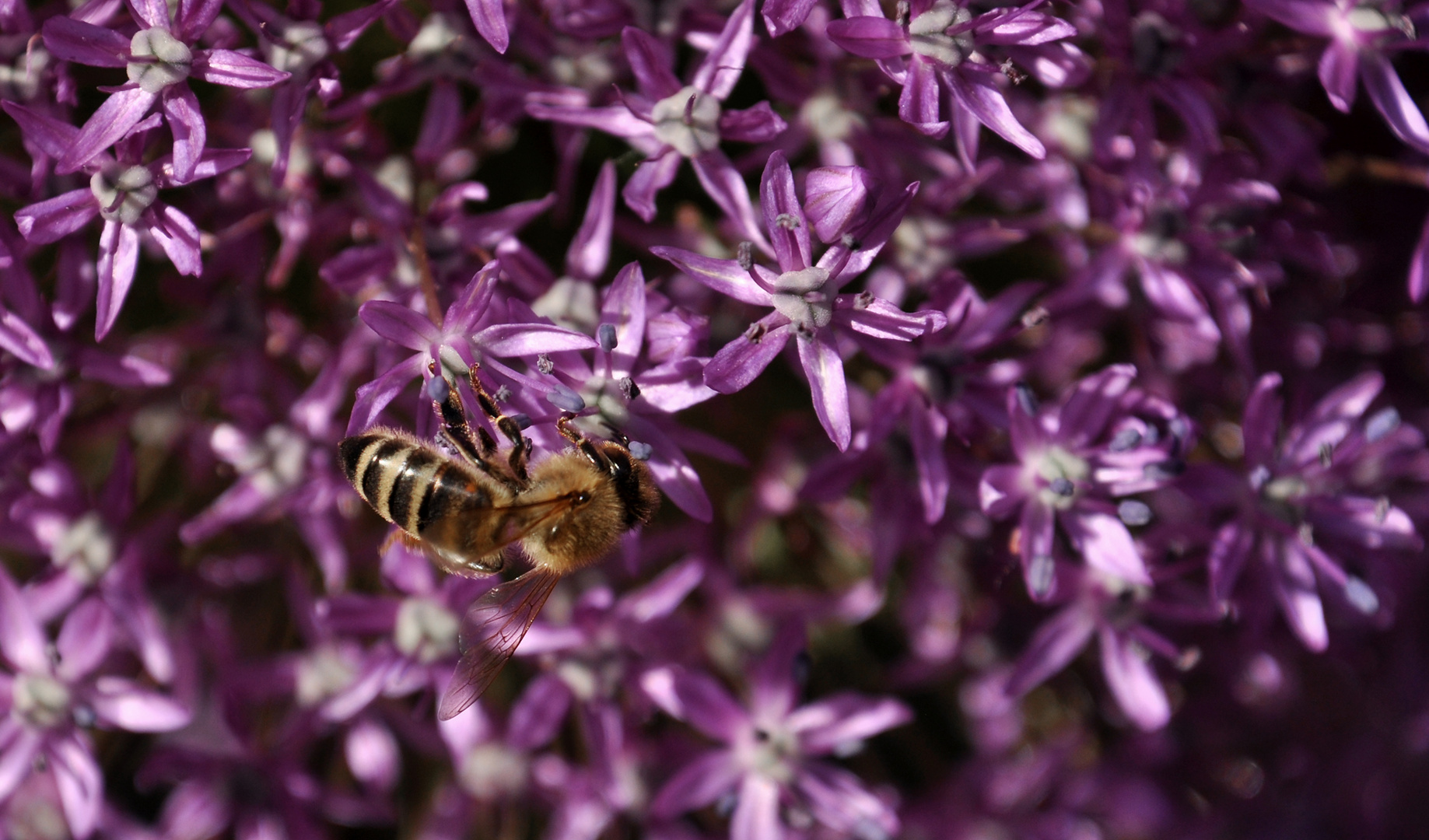 Biene auf Alium