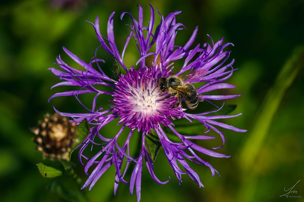 Biene auf Alpenflockenblume