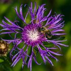 Biene auf Alpenflockenblume