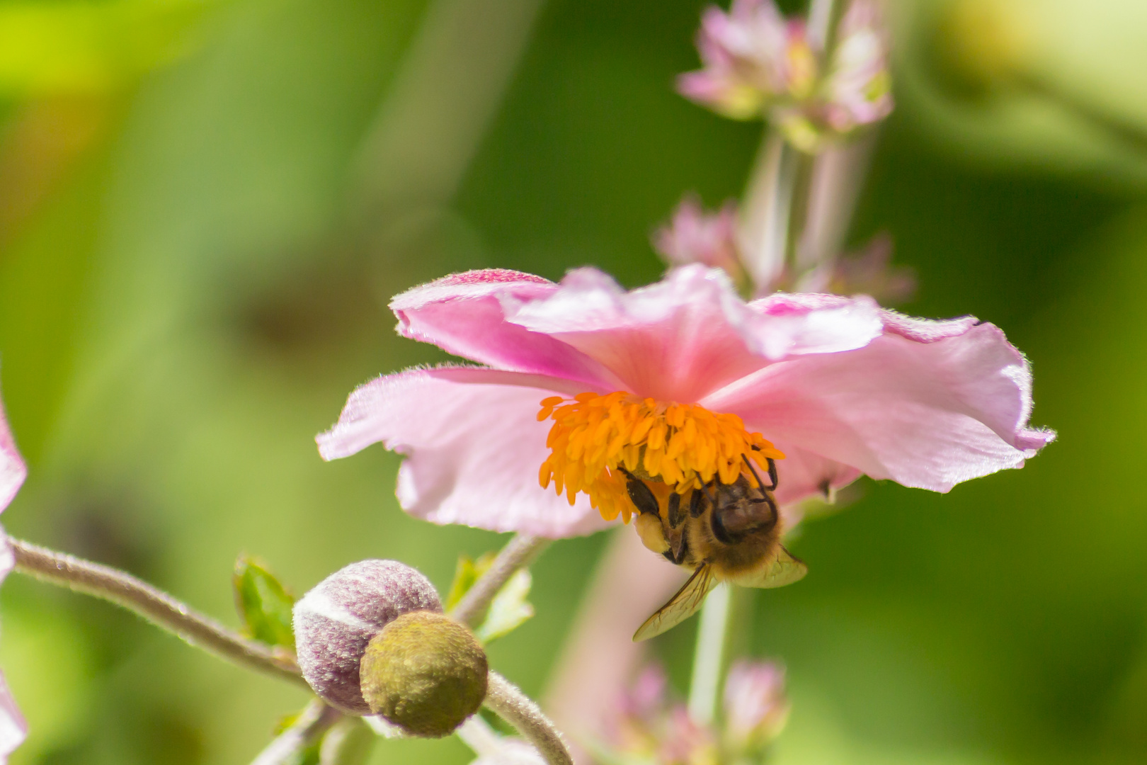 Biene auf Anemone