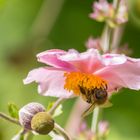 Biene auf Anemone