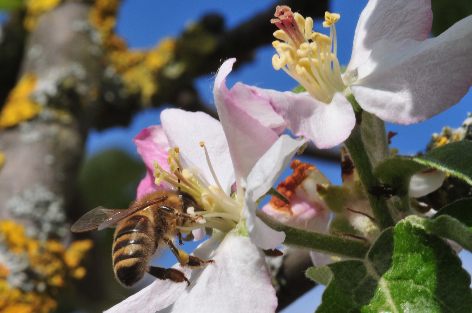 Biene auf Apfel