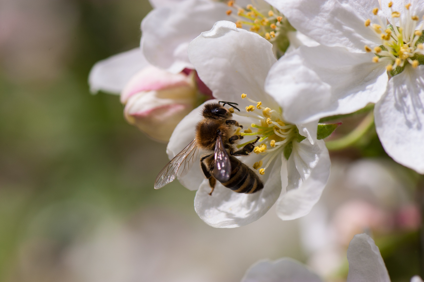 Biene auf Apfelbaumblüte