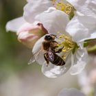 Biene auf Apfelbaumblüte