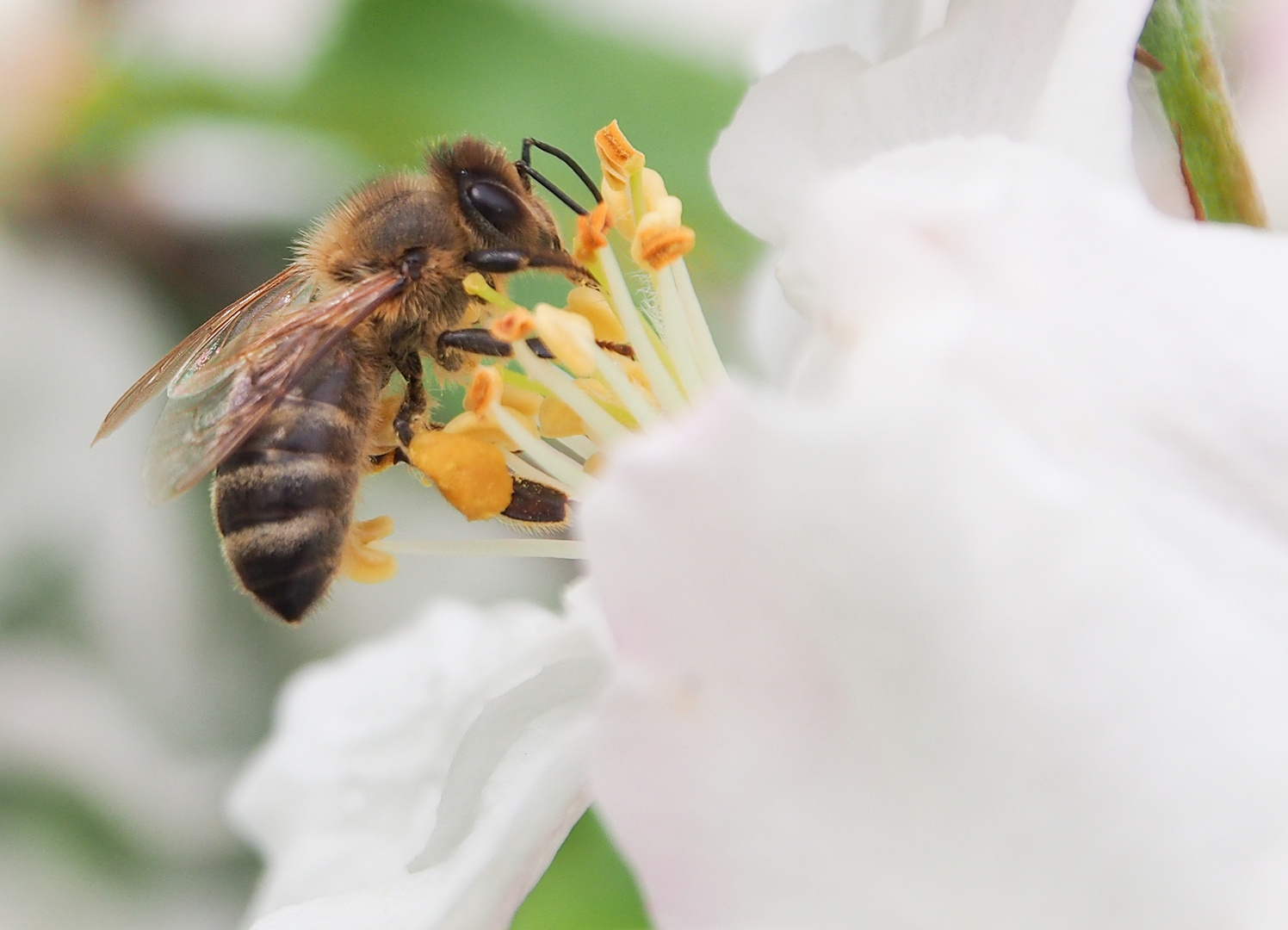 Biene auf Apfelblüte