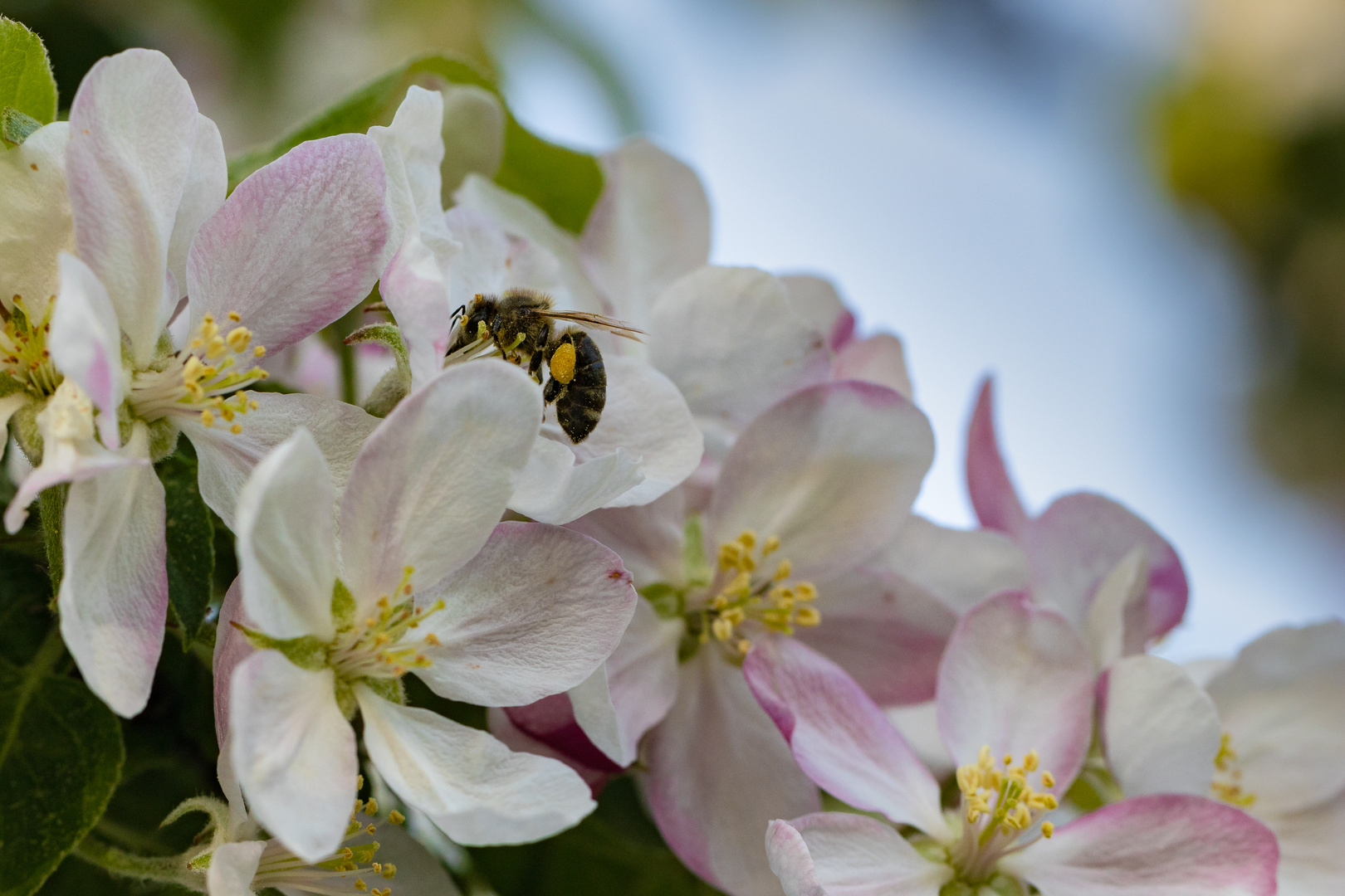 Biene auf Apfelblüte