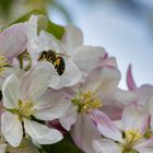 Biene auf Apfelblüte