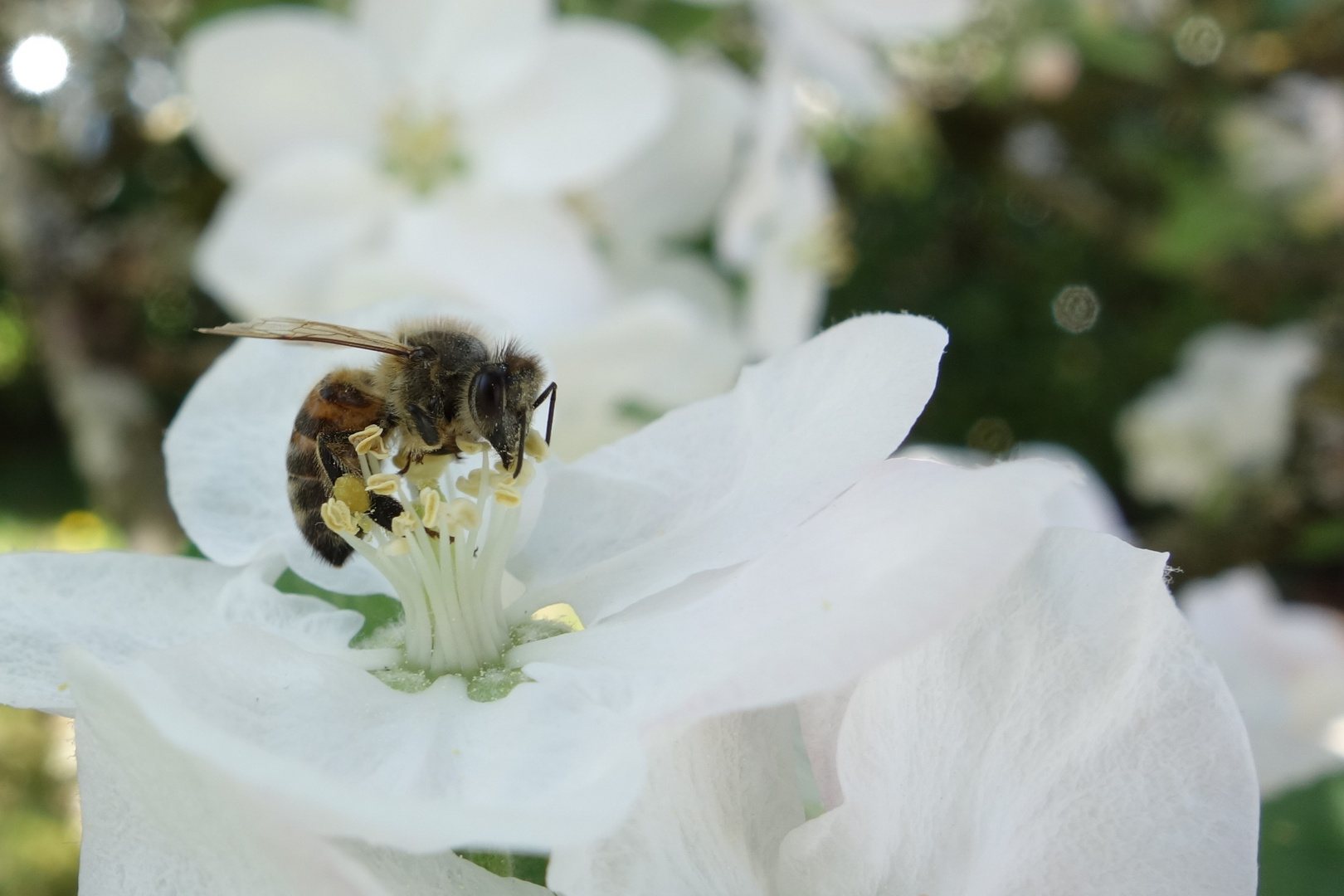 Biene auf Apfelblüte