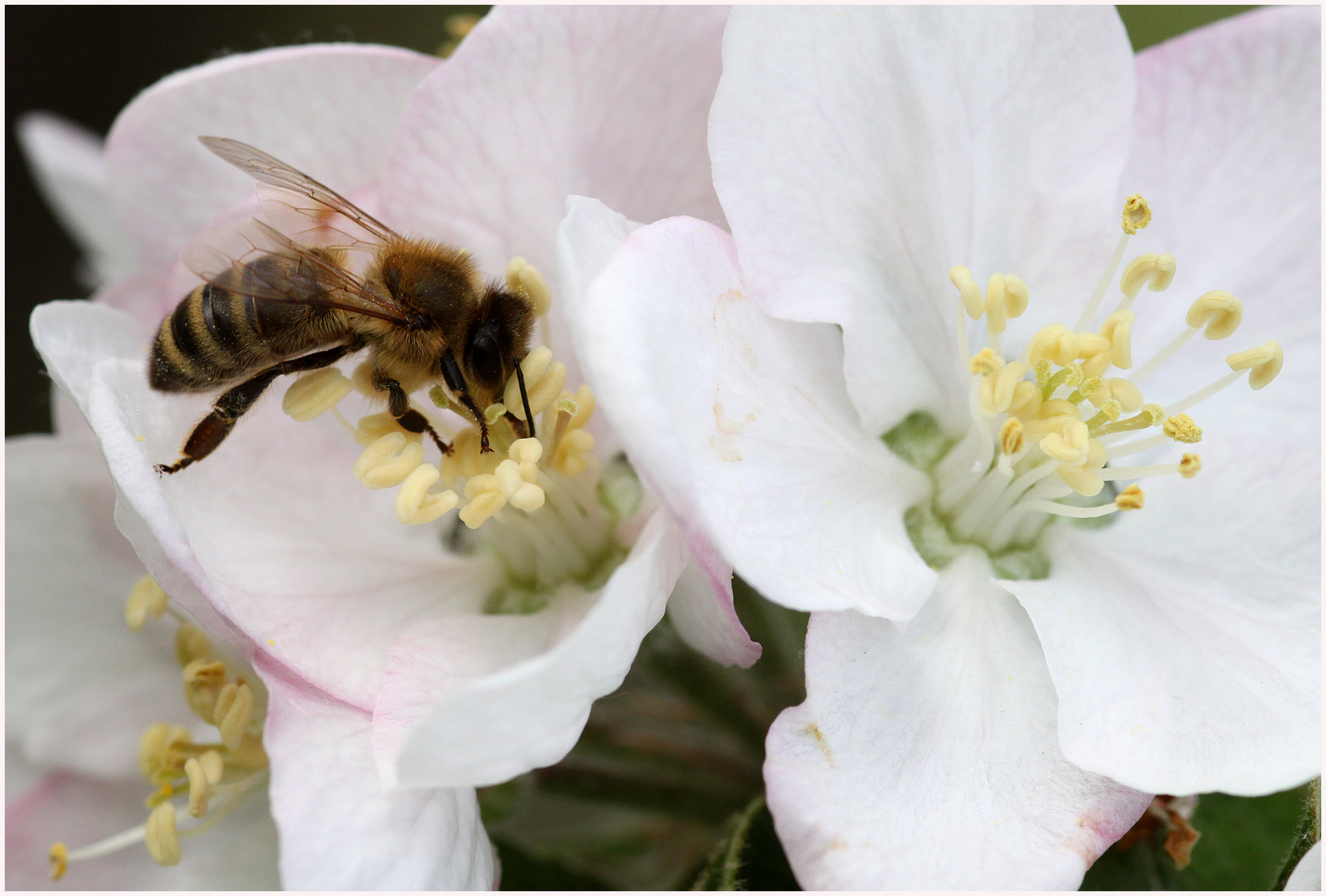 Biene auf Apfelblüte