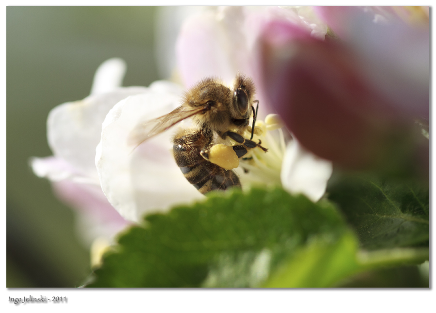 Biene auf Apfelblüte