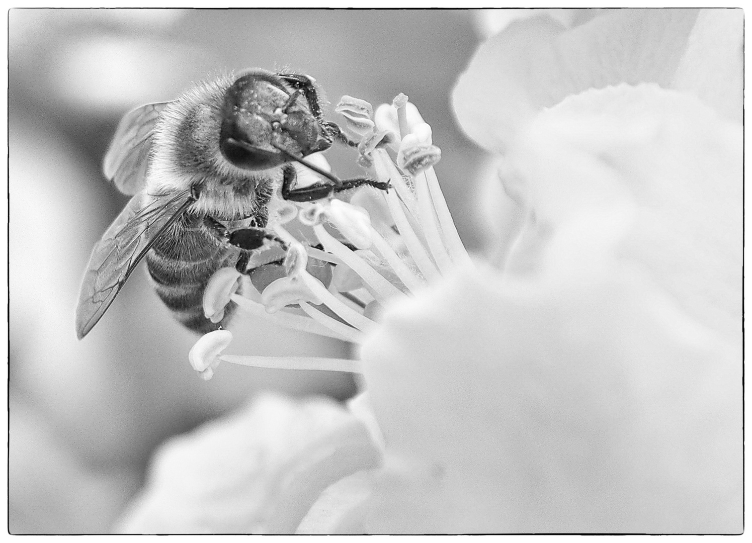 Biene auf Apfelblüte sw