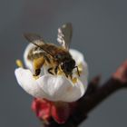 Biene auf Aprikosenblüte