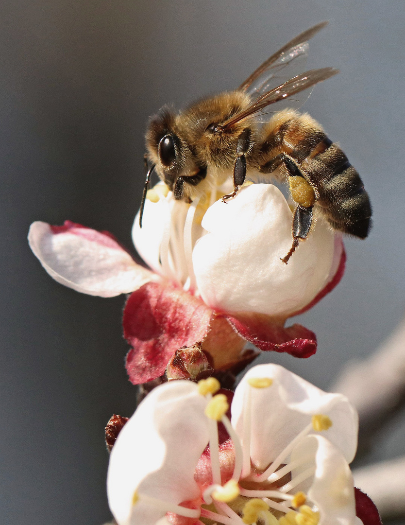 Biene auf Aprikosenblüte