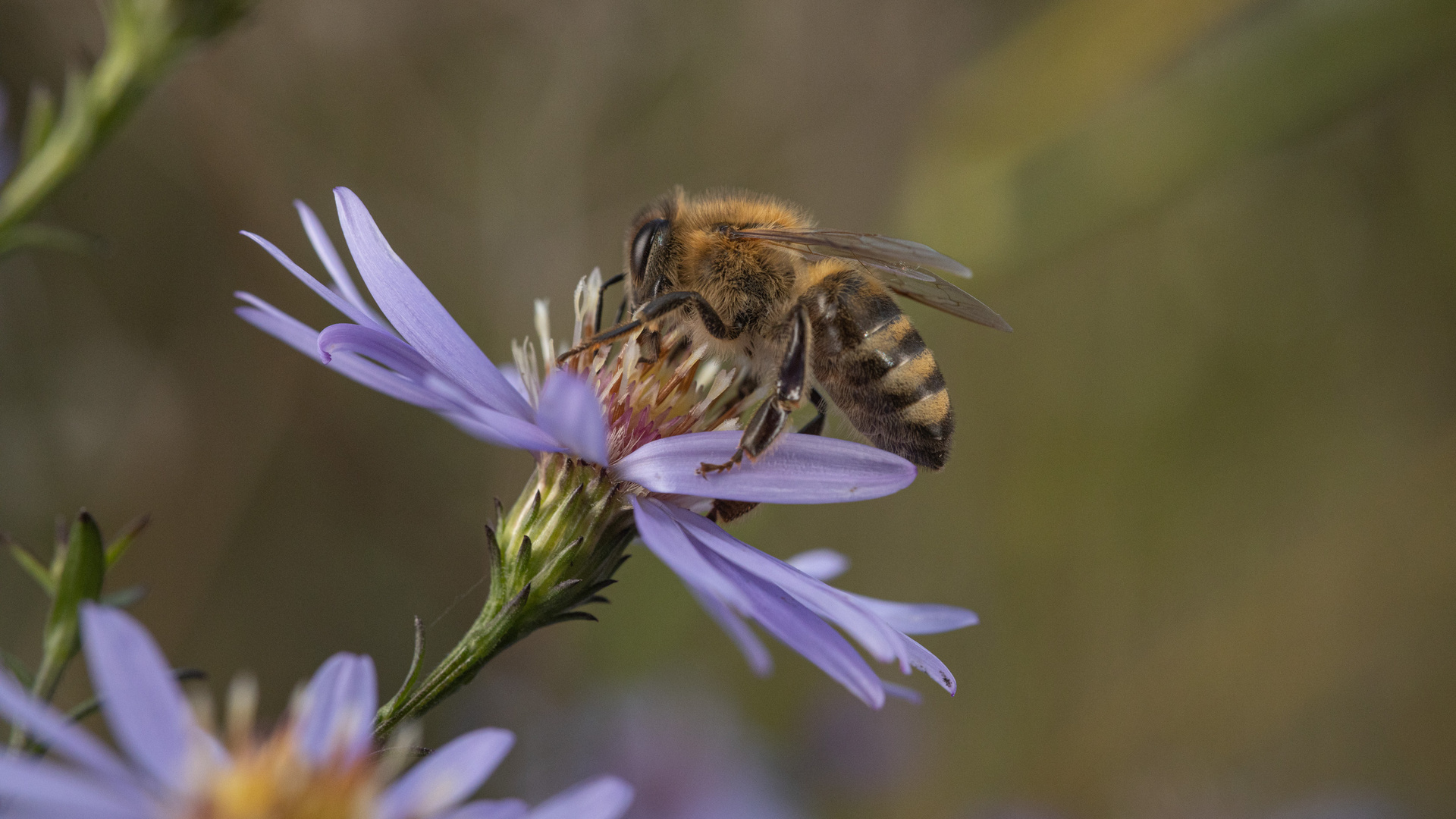 Biene auf Aster