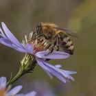 Biene auf Aster