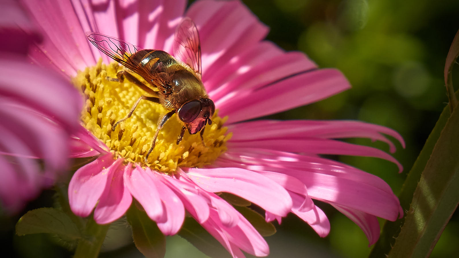 Biene auf Aster