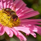 Biene auf Aster