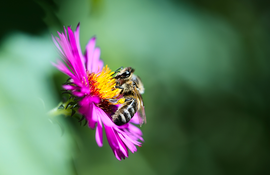 Biene auf Aster