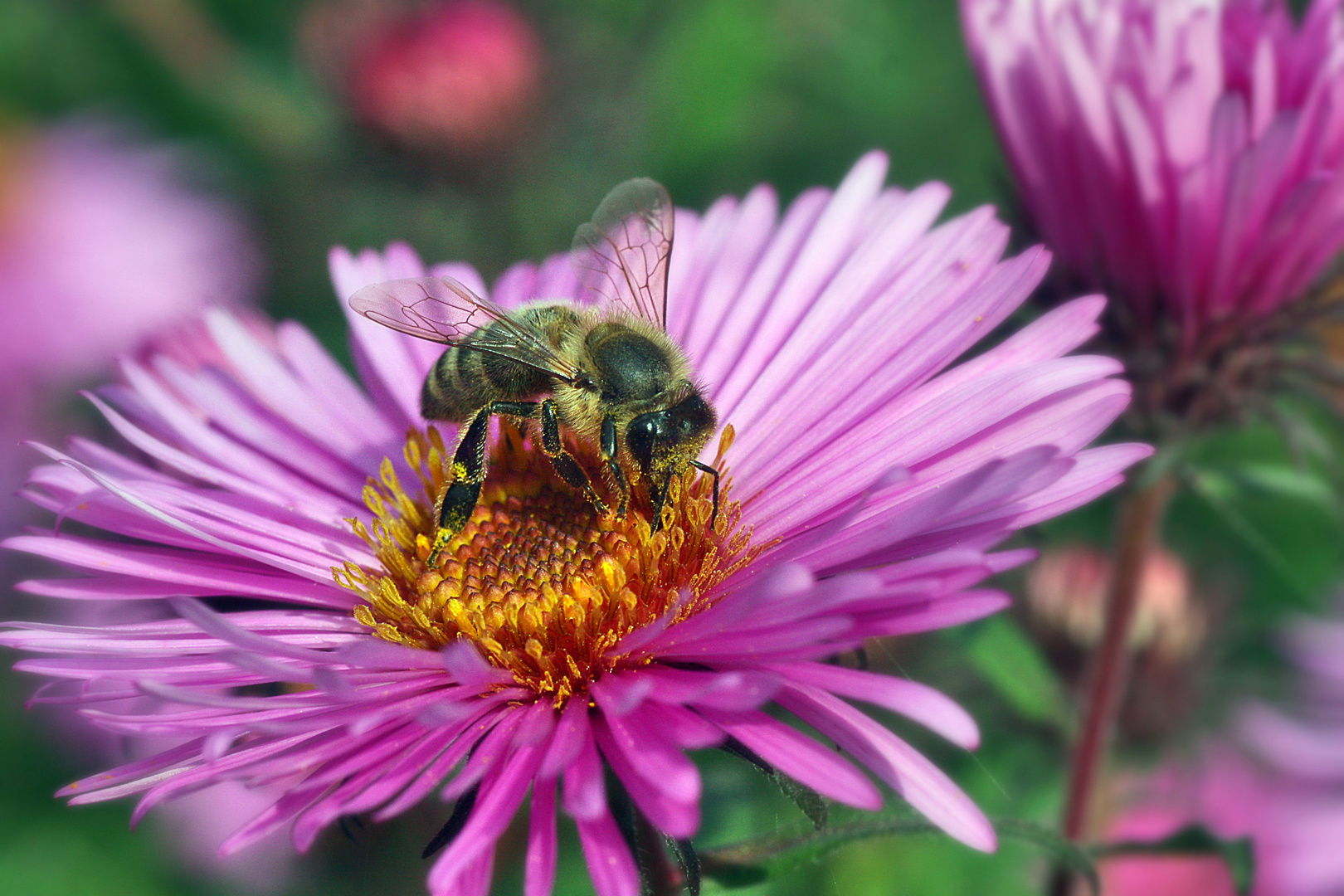 Biene auf Aster.....