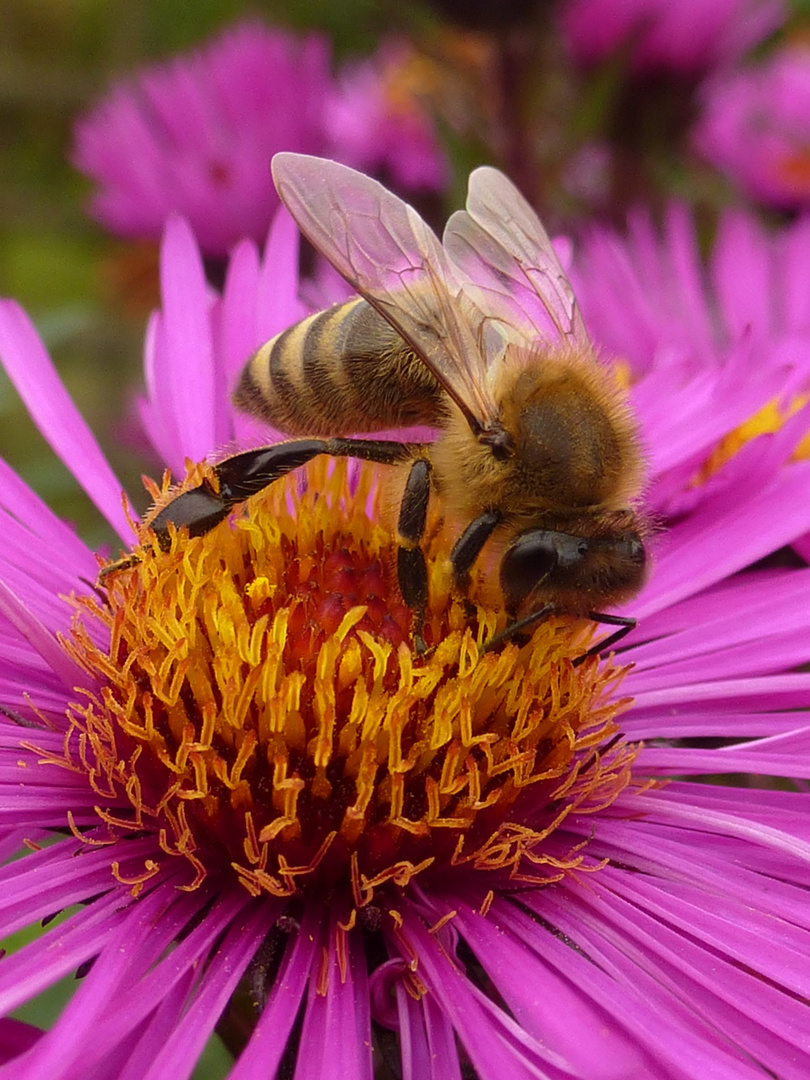 Biene auf Aster