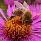 Biene auf Aster