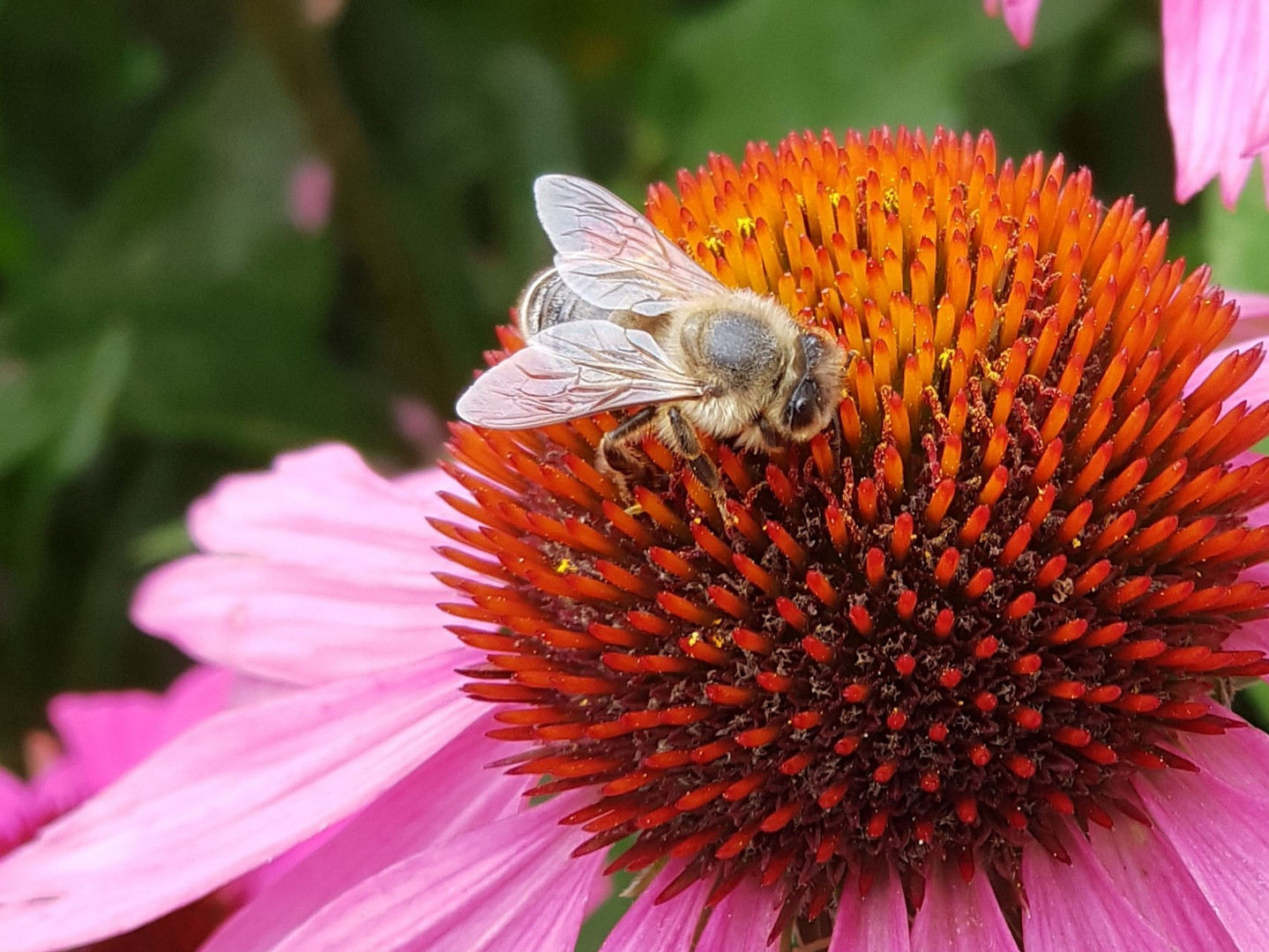 Biene auf Aster 