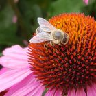 Biene auf Aster 