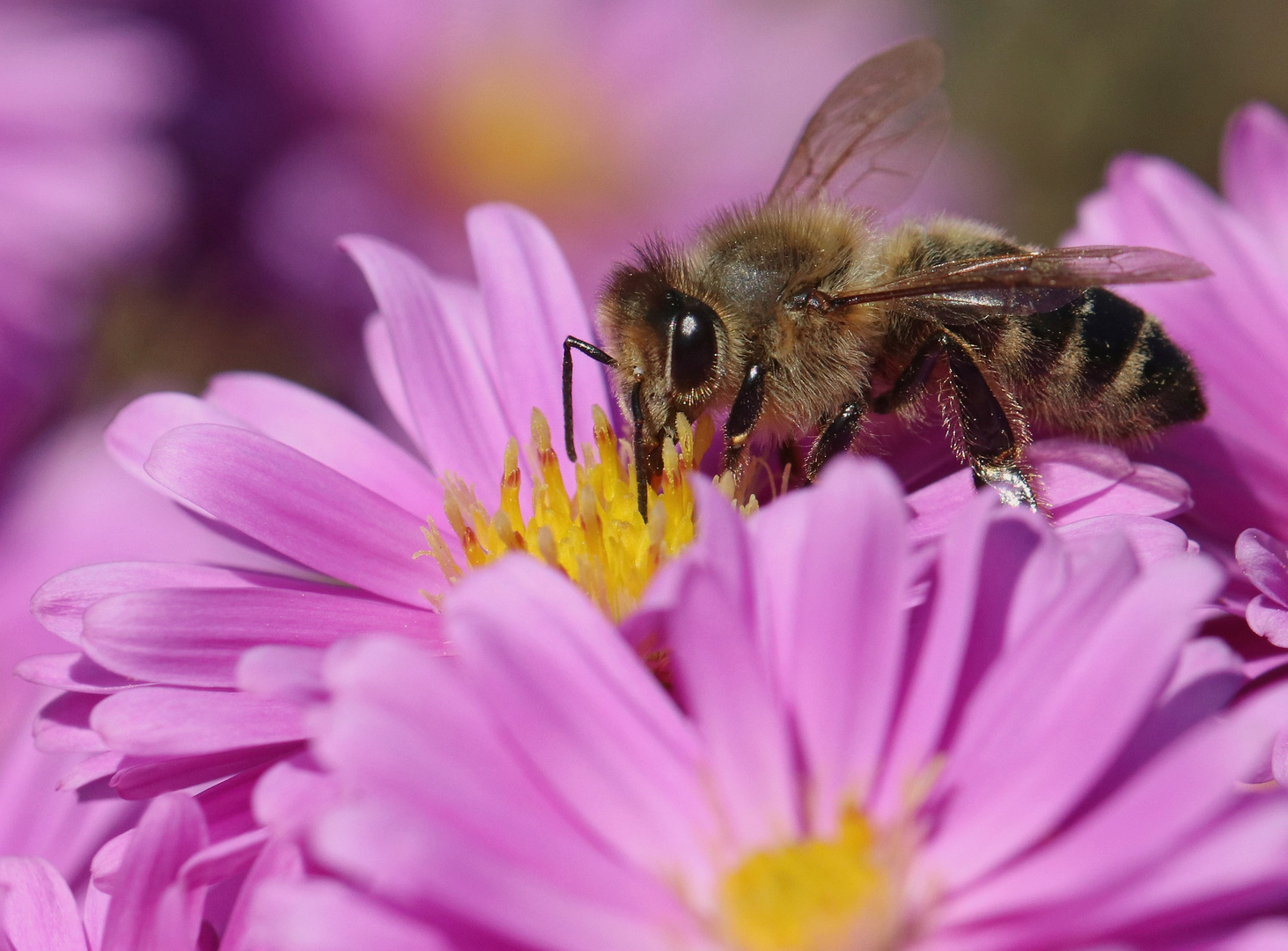 Biene auf Aster