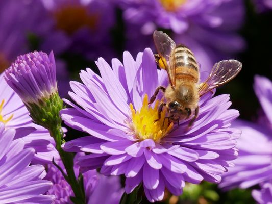 Biene auf Asterblüte
