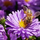 Biene auf Asterblüte