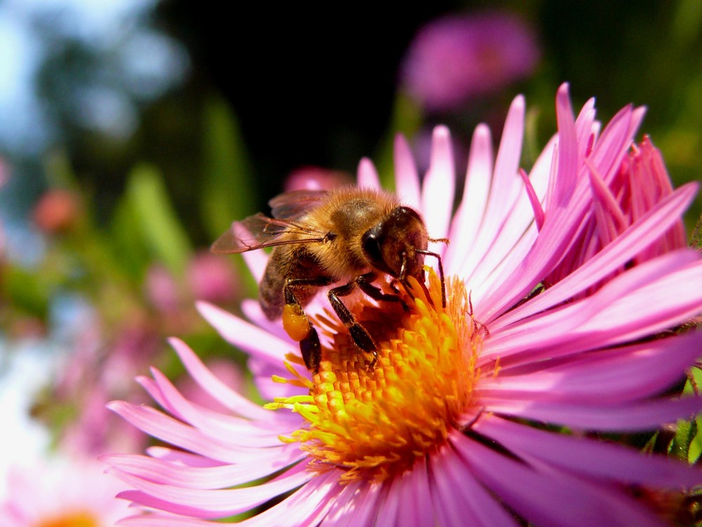 Biene auf Astern
