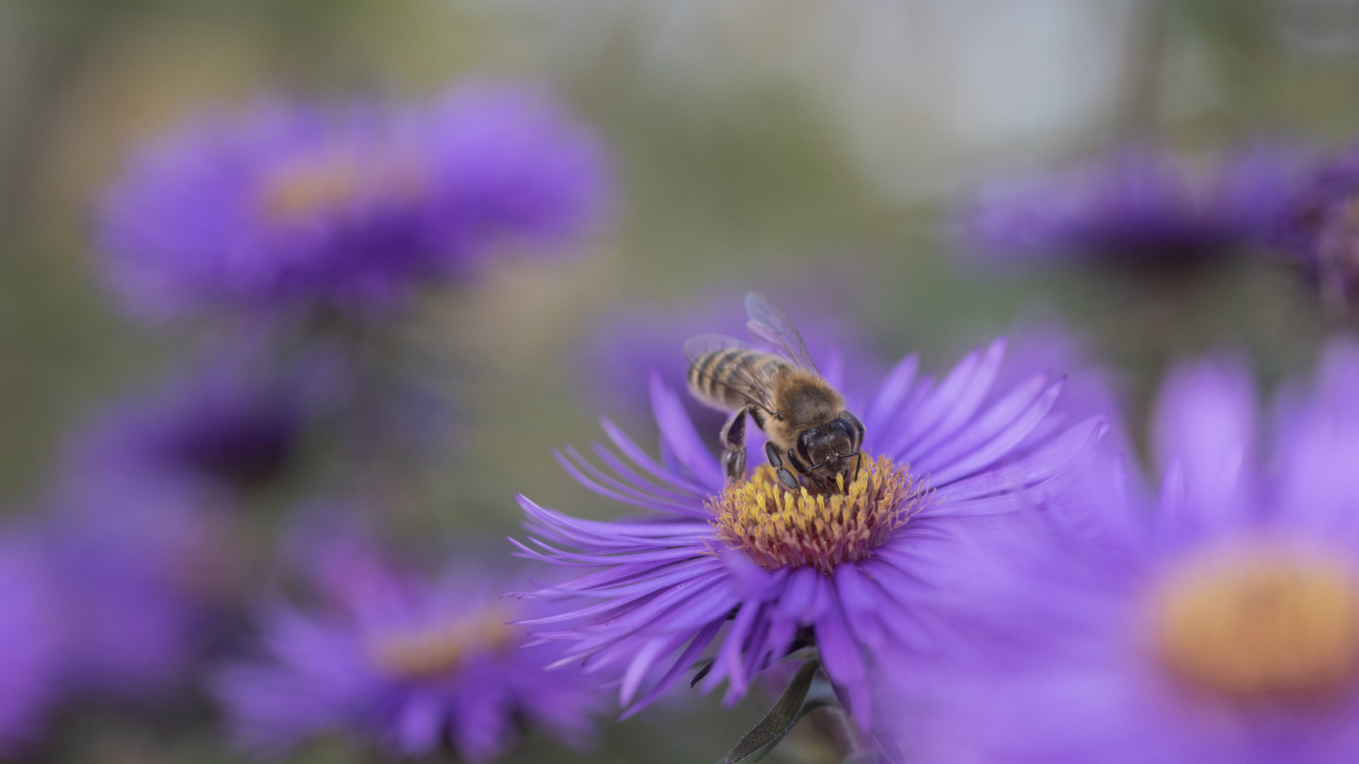 Biene auf Astern in knapper Schärfe