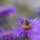 Biene auf Astern in knapper Schärfe