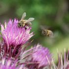 Biene auf Balkan-Elfenbeindistel