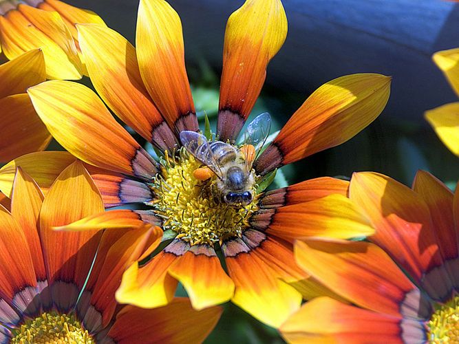 Biene auf Balkonblume