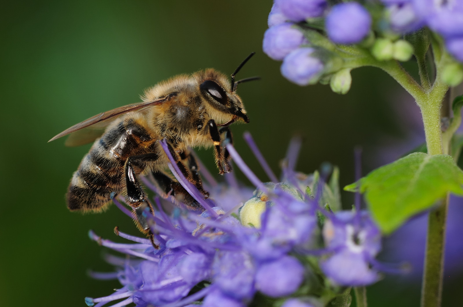 Biene auf Bartblume