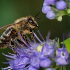 Biene auf Bartblume