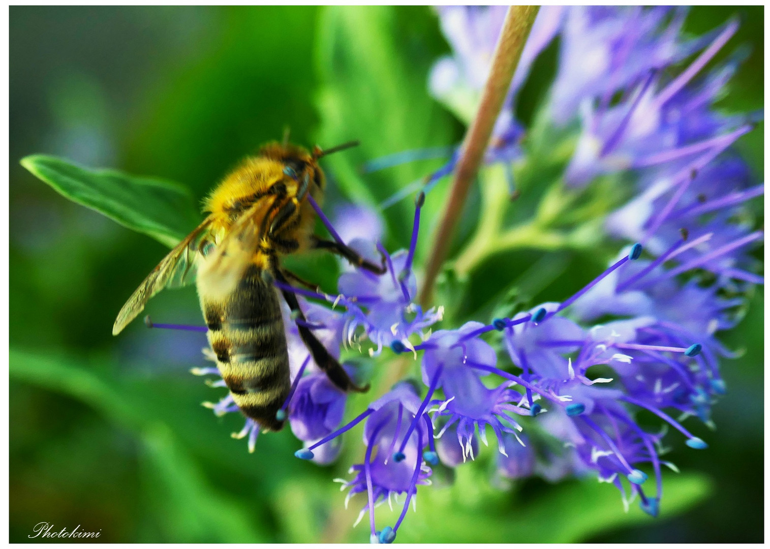 Biene auf Bartblume 