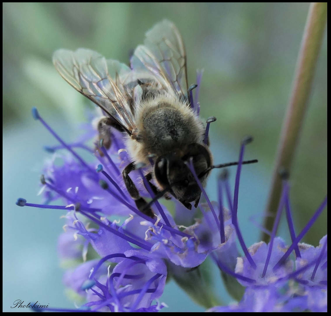 Biene(?) auf Bartblume