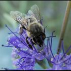 Biene(?) auf Bartblume