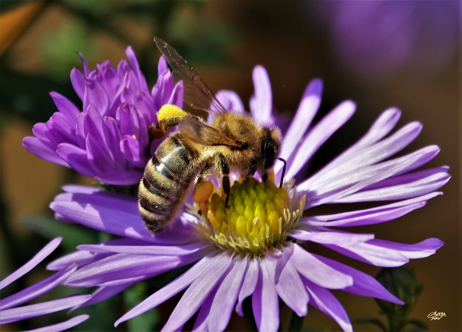 Biene auf Bergaster