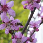 Biene auf Bergpfirsichblüte