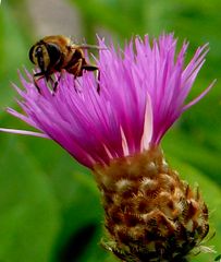 Biene auf Besuch