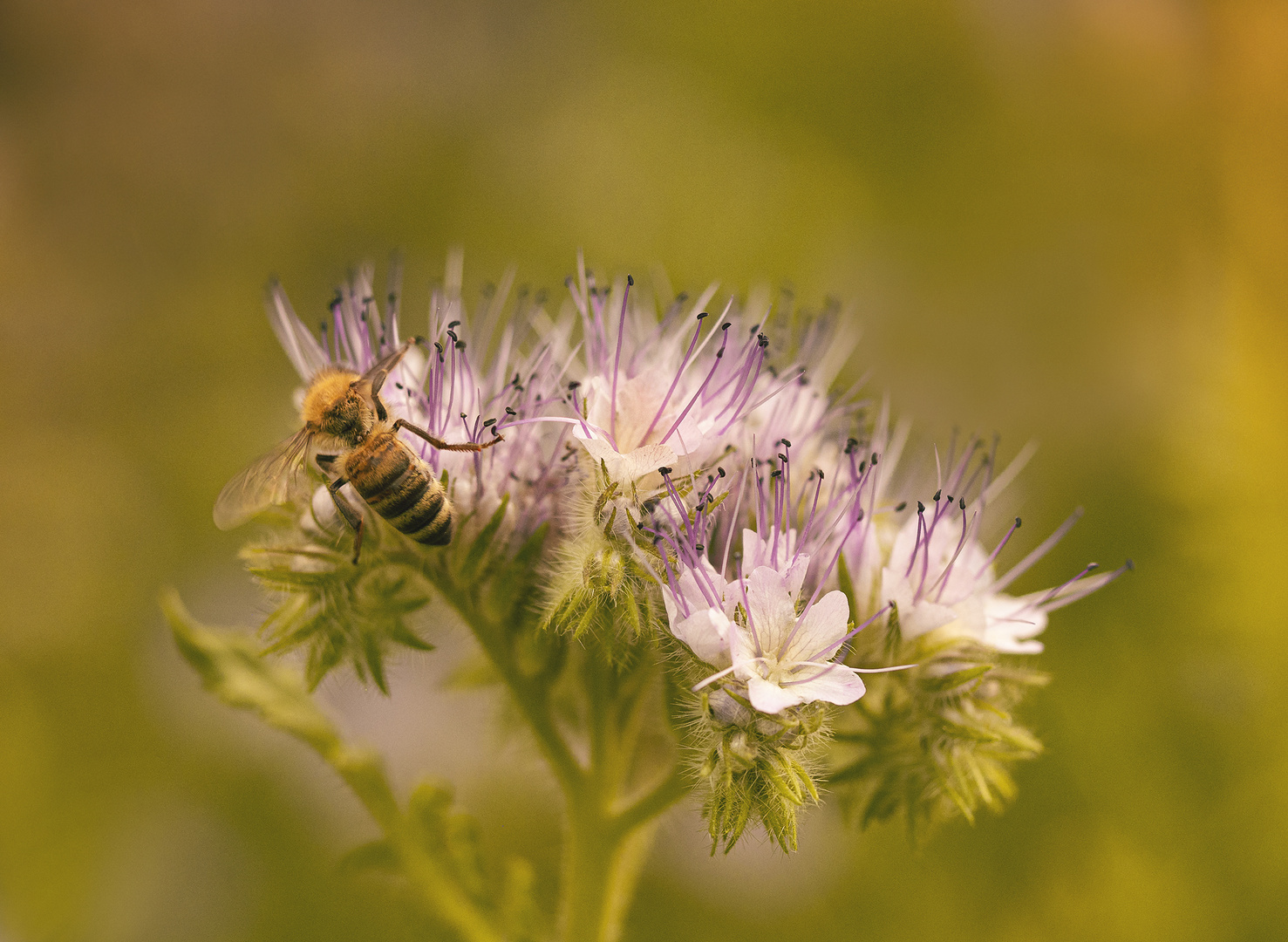 Biene auf Bienenfreund (Phacelia)