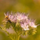 Biene auf Bienenfreund (Phacelia)